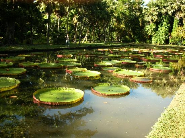 حديقة أورتو كومينال دي لوكا النباتية